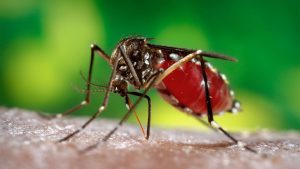 Dengue Fever